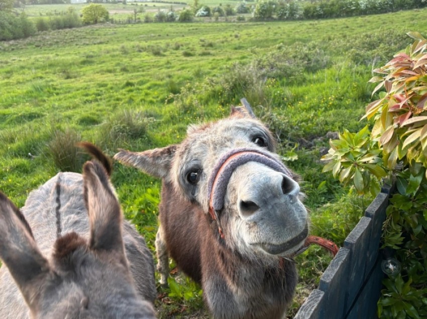 Images for 43 Blackthorn Avenue, Beith, Ayrshire, KA15 2AR, UK