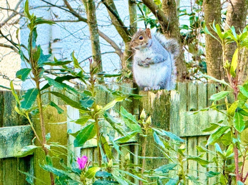 Images for 9 The Grove, Kilbarchan, Johnstone, Renfrewshire, PA10 2LG, UK